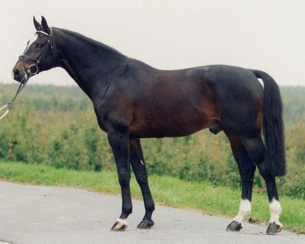 stallion Randel Z (Hanoverian, 1984, from Ramiro Z)