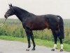 stallion Randel Z (Hanoverian, 1984, from Ramiro Z)