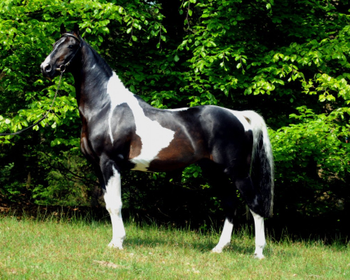 Deckhengst Isam (KWPN (Niederländisches Warmblut), 1990, von Samber)