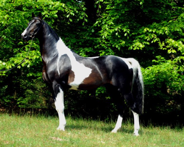 stallion Isam (KWPN (Royal Dutch Sporthorse), 1990, from Samber)