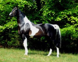 stallion Isam (KWPN (Royal Dutch Sporthorse), 1990, from Samber)