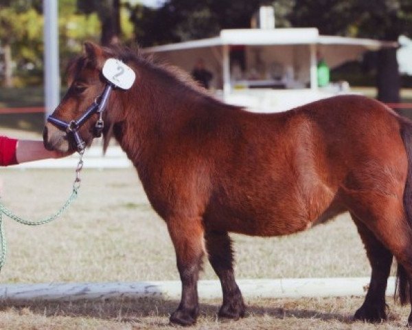broodmare Homana von Repgow (Shetland pony (under 87 cm), 2010, from Theseus)