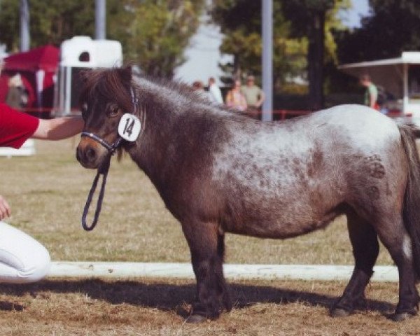 broodmare Honda von Repgow (Shetland pony (under 87 cm), 2002, from Theseus)