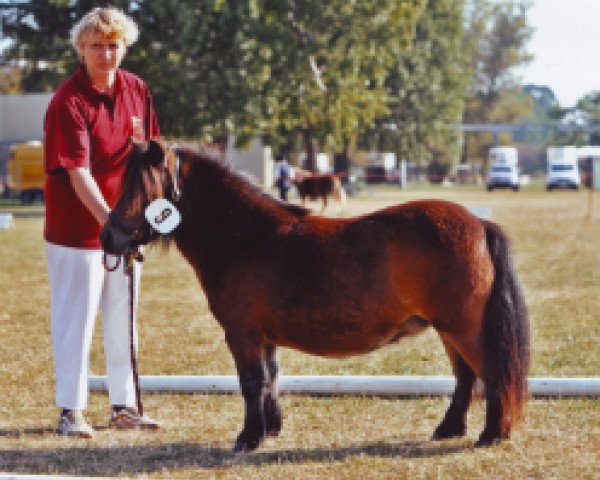 Zuchtstute Hondura von Repgow (Shetland Pony (unter 87 cm), 2007, von Sir Paul)