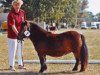 Zuchtstute Hondura von Repgow (Shetland Pony (unter 87 cm), 2007, von Sir Paul)