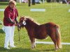 broodmare Halinka von Repgow (Shetland pony (under 87 cm), 2007, from Theseus)