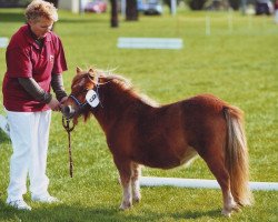 Pferd Halinka von Repgow (Shetland Pony (unter 87 cm), 2007, von Theseus)