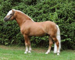 Deckhengst Merlin (Haflinger, 1989, von Midas-Clarina)