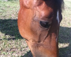 dressage horse Top New Wave (German Riding Pony, 1996)