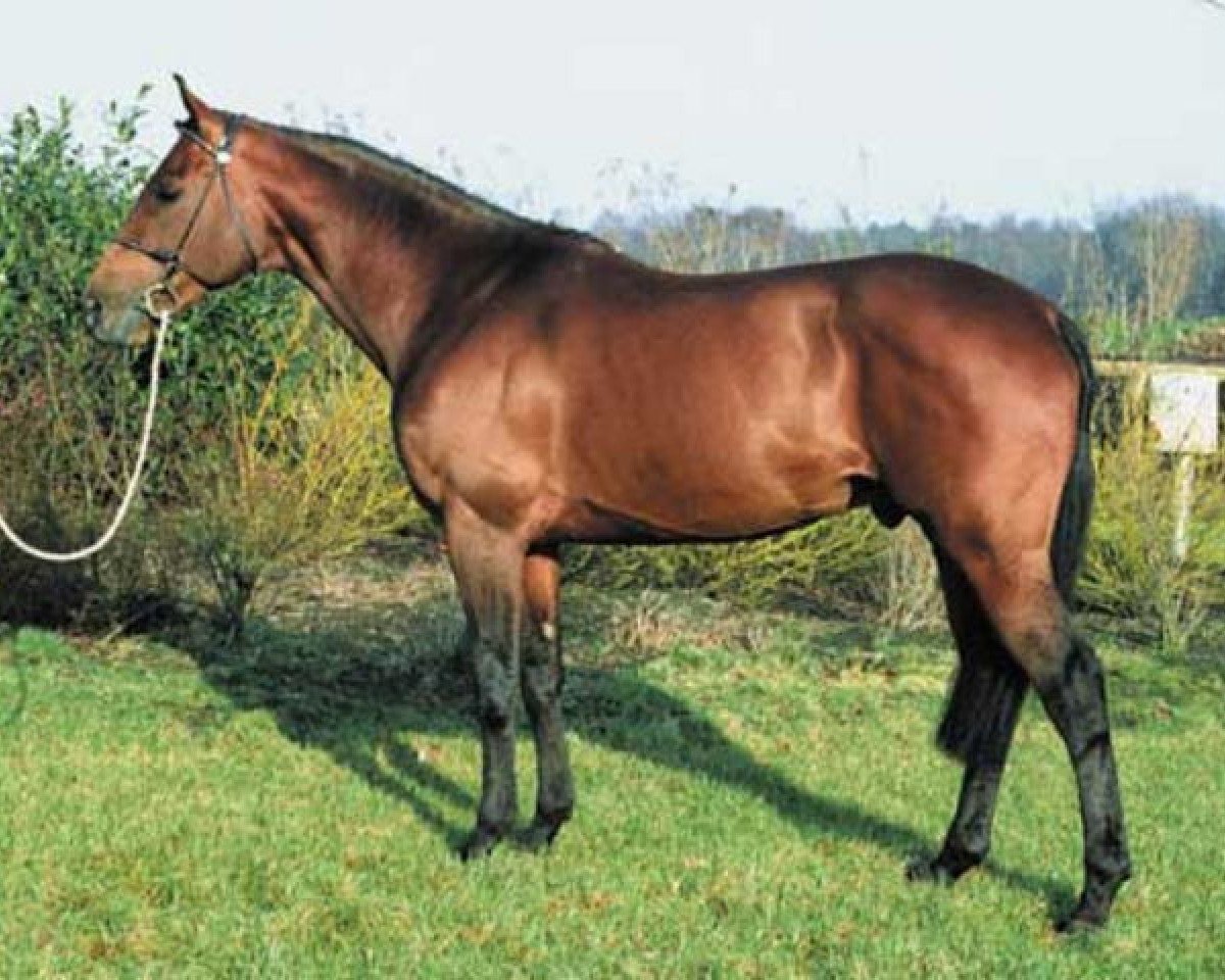 Deckhengst Mity Wind xx (Englisches Vollblut, 1983, von Lasting Wind xx)