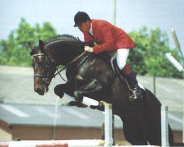 Pferd Elberton (Niederländisches Warmblut, 1986, von Nimmerdor)