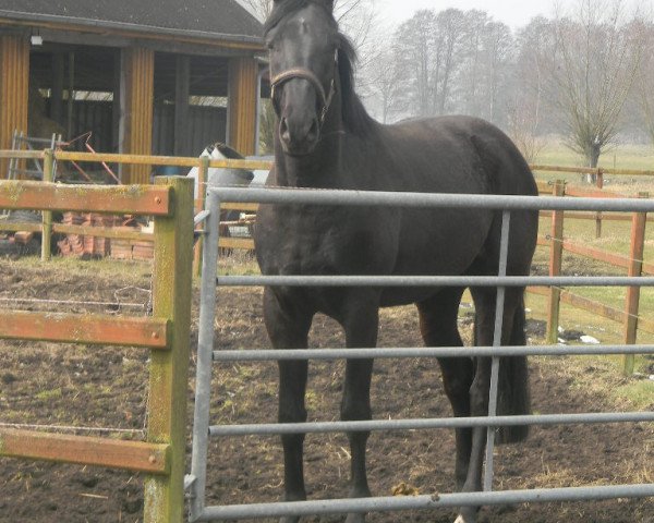 dressage horse Scaletty (Westphalian, 2010, from San Amour I)