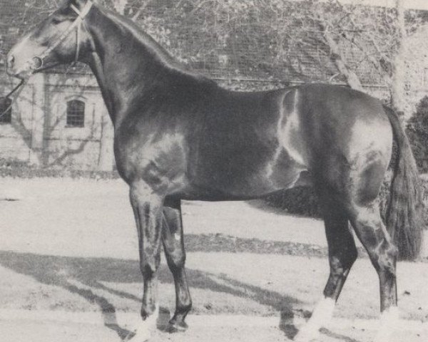 stallion April (Westphalian, 1979, from Apart)