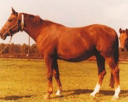 broodmare Gotin Z (Hanoverian, 1964, from Gotthard)