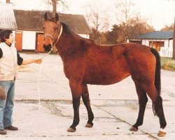 broodmare Alpha Z (Hanoverian, 1977, from Alme)