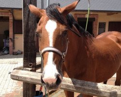 broodmare Latusa Z (Zangersheide riding horse, 1995, from Latus I)