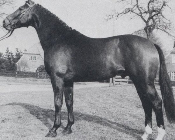 stallion Urgast (Oldenburg, 1971, from Ulan)