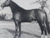 stallion Urgast (Oldenburg, 1971, from Ulan)