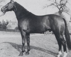 stallion Urgast (Oldenburg, 1971, from Ulan)