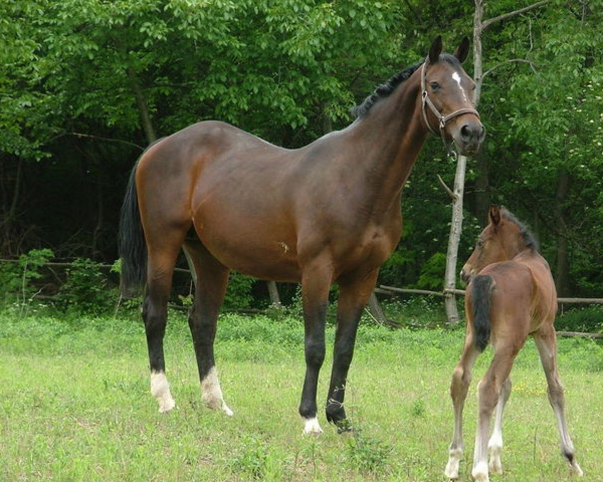broodmare Furosy (Oldenburg, 1986, from Furioso II)