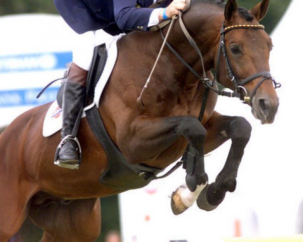stallion Aventyno (Oldenburg, 1991, from Argentinus)