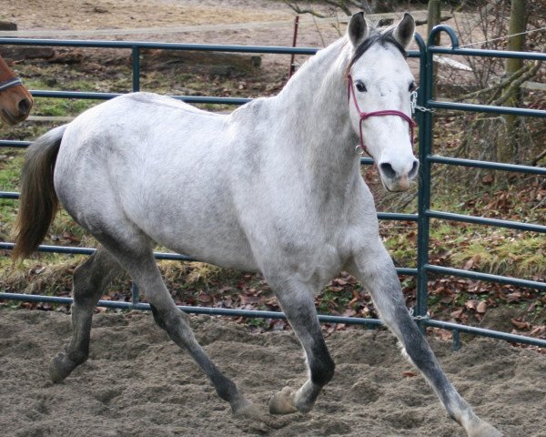 broodmare Intrusa CA (Pura Raza Espanola (PRE), 2009, from Manfredo)