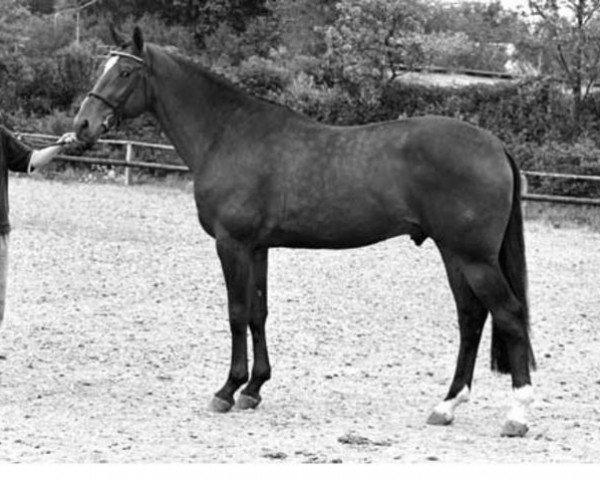 stallion Derrick (Dutch Warmblood, 1985, from Lucky Boy xx)