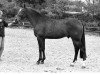stallion Derrick (KWPN (Royal Dutch Sporthorse), 1985, from Lucky Boy xx)