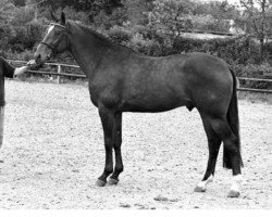 Deckhengst Derrick (KWPN (Niederländisches Warmblut), 1985, von Lucky Boy xx)