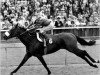 stallion Calestial Storm xx (Thoroughbred, 1983, from Roberto xx)