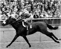 stallion Calestial Storm xx (Thoroughbred, 1983, from Roberto xx)