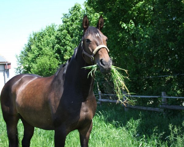 Zuchtstute Lilly of the Valley (Hannoveraner, 2005, von Likoto xx)