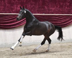 dressage horse Zalamander (Hanoverian, 2019, from Blue Hors Zackerey)