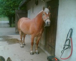 Pferd Sancho (Haflinger, 1998, von Samurai (3,125% ox))