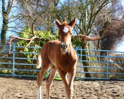 dressage horse Saint Belle (Oldenburg, 2022, from Shu Fu)