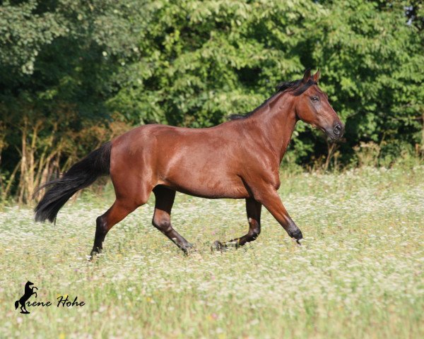 Pferd Ken Ahead (DE) (Deutscher Traber, 1991, von Jet Ahead (US))