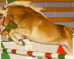 stallion Nachtstern (Haflinger, 2003, from Nardini)