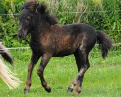 Dressurpferd Kir Royal vom Gothensee (Dt.Part-bred Shetland Pony, 2013, von Komet vom Kellerberg)