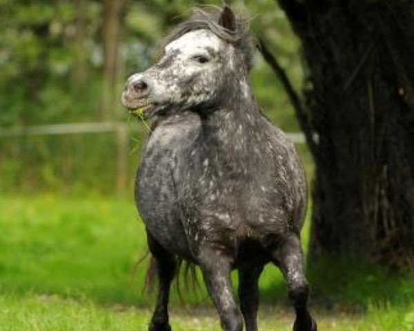 broodmare Fiana (Dt.Part-bred Shetland pony, 1999, from Fury)