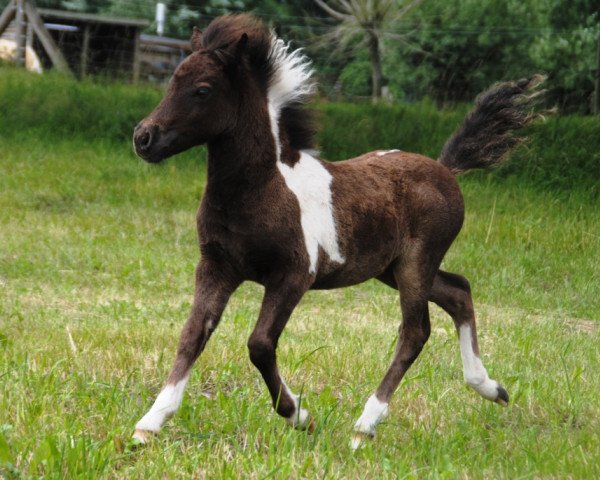 Zuchtstute Kontessa vom Gothensee (Dt.Part-bred Shetland Pony, 2013, von Komet vom Kellerberg)