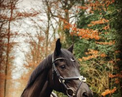 jumper Goldena (German Sport Horse, 2009, from Coeur de Caramel)