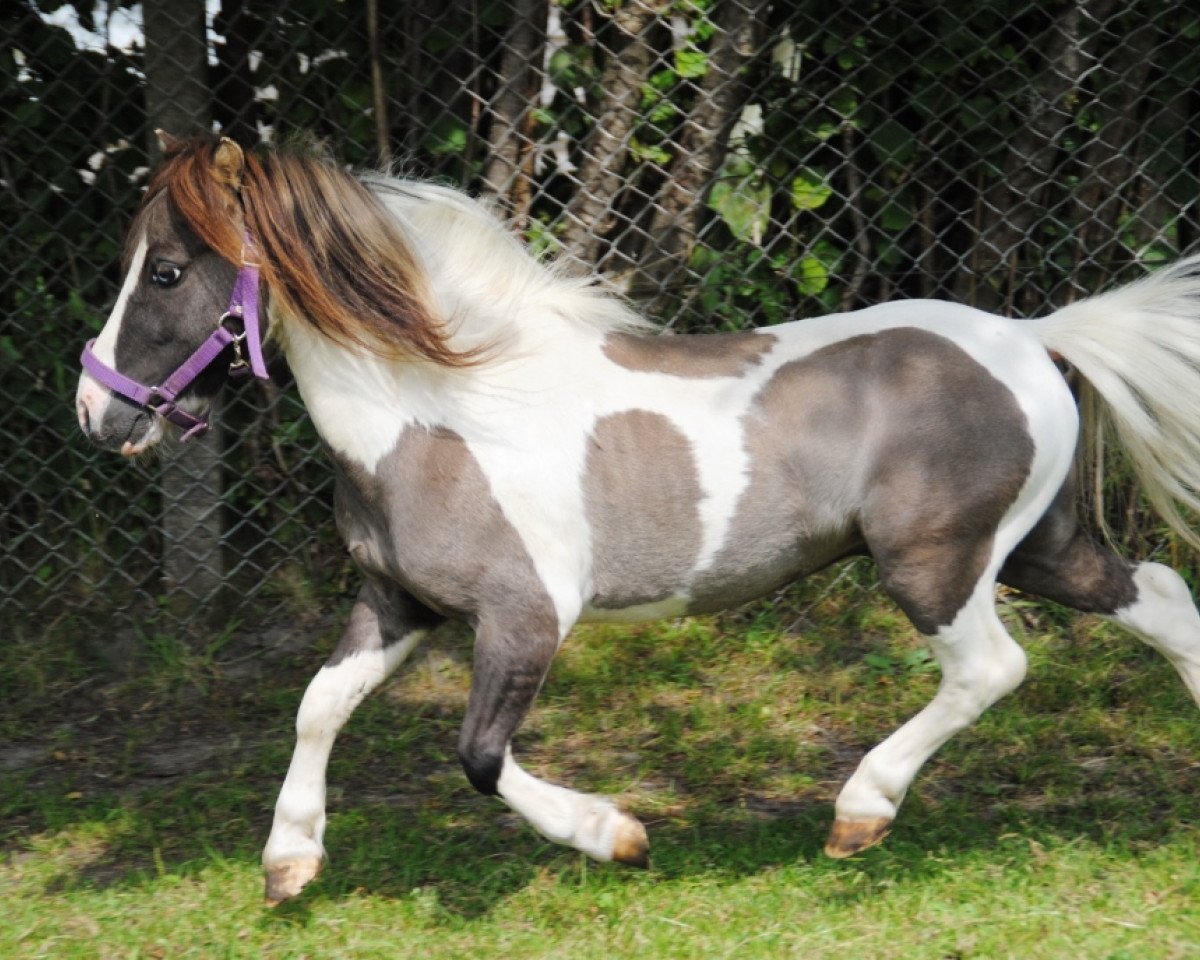 Deckhengst Sondergelts Sunday Spirit (Dt.Part-bred Shetland Pony, 2007, von WMM He'S A Miracle)