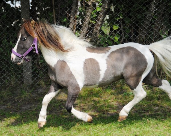 stallion Sondergelts Sunday Spirit (Dt.Part-bred Shetland pony, 2007, from WMM He'S A Miracle)