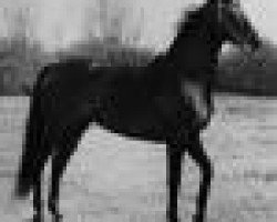 stallion Jupiter I (Saxony-Anhaltiner, 1965, from Julier 804)