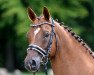 dressage horse Ravens Karamell (Little German Riding Horse, 2009, from Kandis 14)