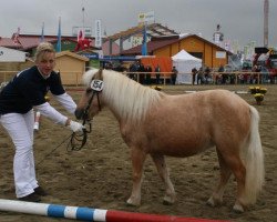 Zuchtstute Aphrodite (Belgisches Warmblut, 2000, von Jupiter)