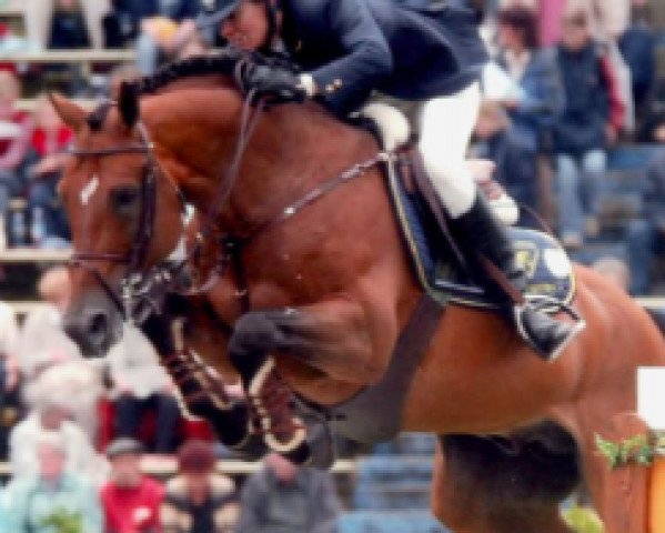 stallion Mariachi (Belgian Warmblood, 1993, from Jalisco B)