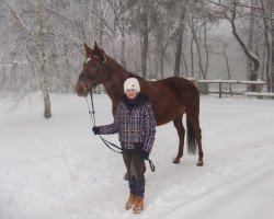 Pferd Lisa (Deutsches Reitpony,  , von Cagliostro)