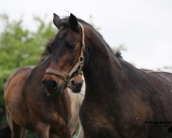 horse Sindy (German Riding Pony, 1995, from Sazar)