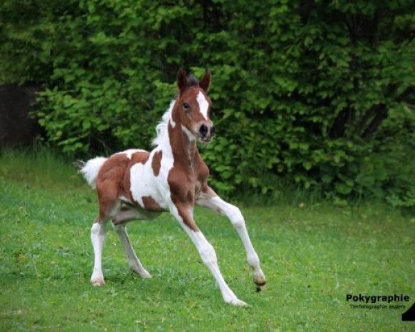 Springpferd NEW LUCKY STAR (Deutsches Reitpony, 2013, von Namao)